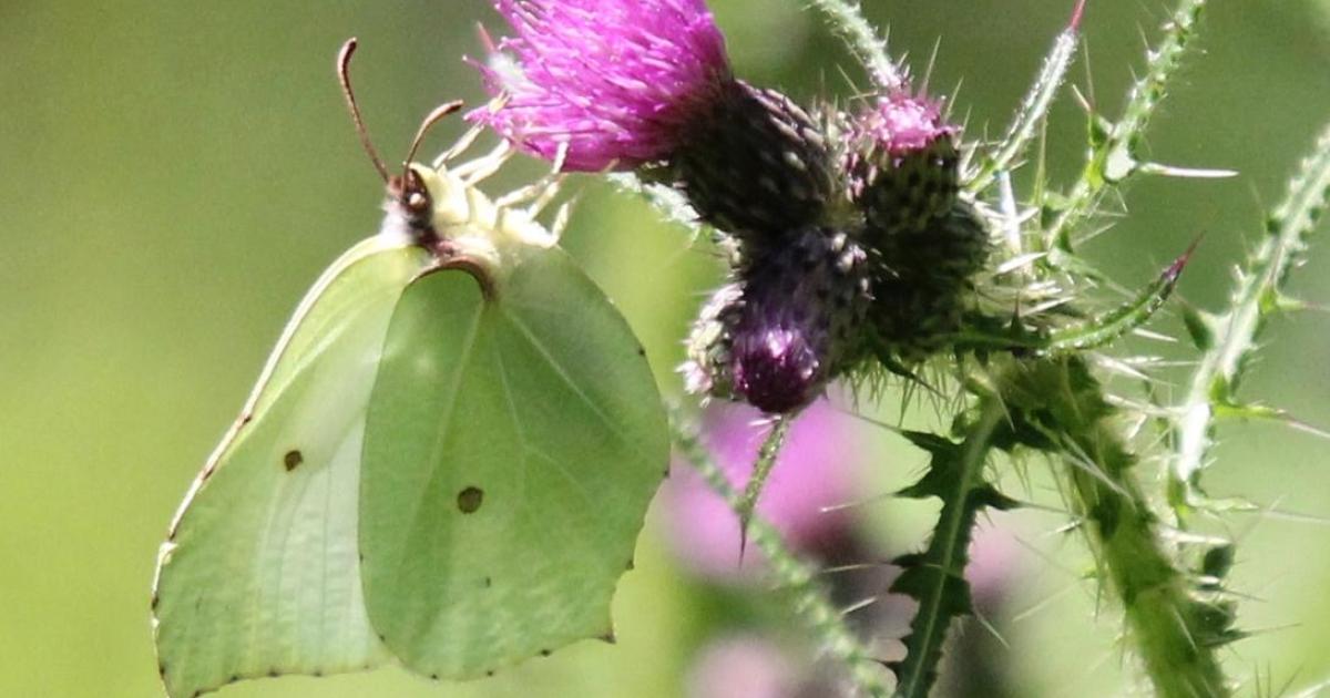 Why are so many butterflies near Stevenage and Hitchin?
