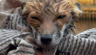Fox cub rescued from River Ouse by York Rescue Boat