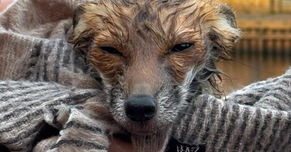 Fox cub rescued from River Ouse by York Rescue Boat