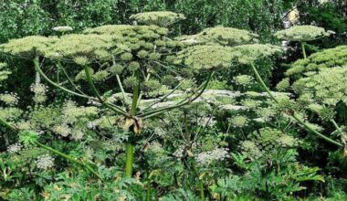 Norfolk families warned against dangers of giant hogweed