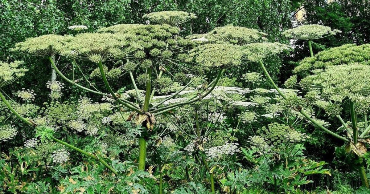 Norfolk families warned against dangers of giant hogweed