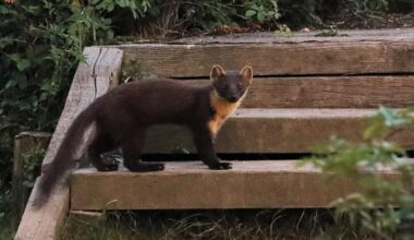 Pine martens spotted in New Forest after decades absence