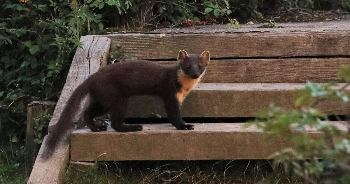 Pine martens spotted in New Forest after decades absence