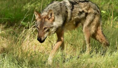 European grey wolves go on show at New Forest Wildlife Park