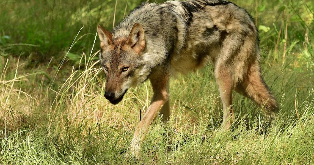 European grey wolves go on show at New Forest Wildlife Park