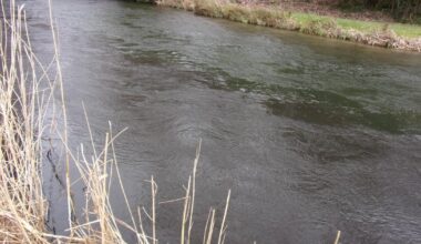 Southern Water admits polluting River Test in Hampshire