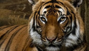 One of the world's rarest big cats arrives at Hamerton Zoo