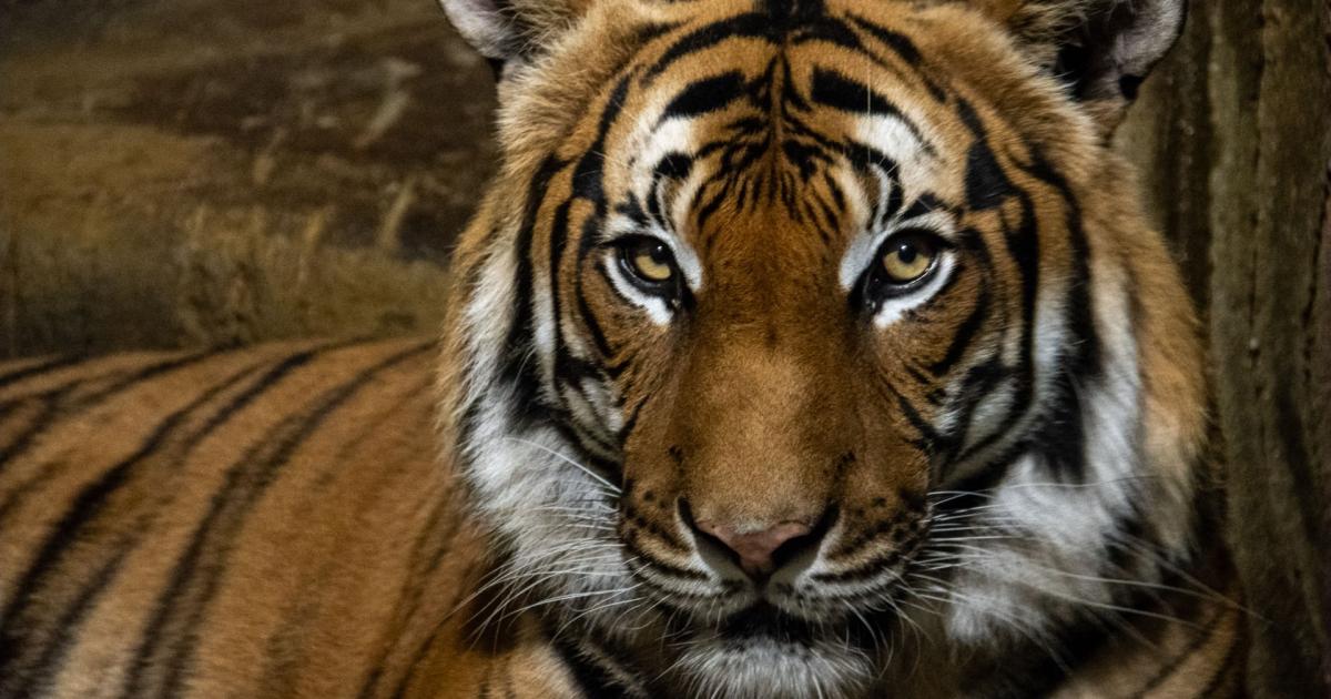 One of the world's rarest big cats arrives at Hamerton Zoo