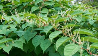 How to get rid of Japanese knotweed and other Suffolk weeds