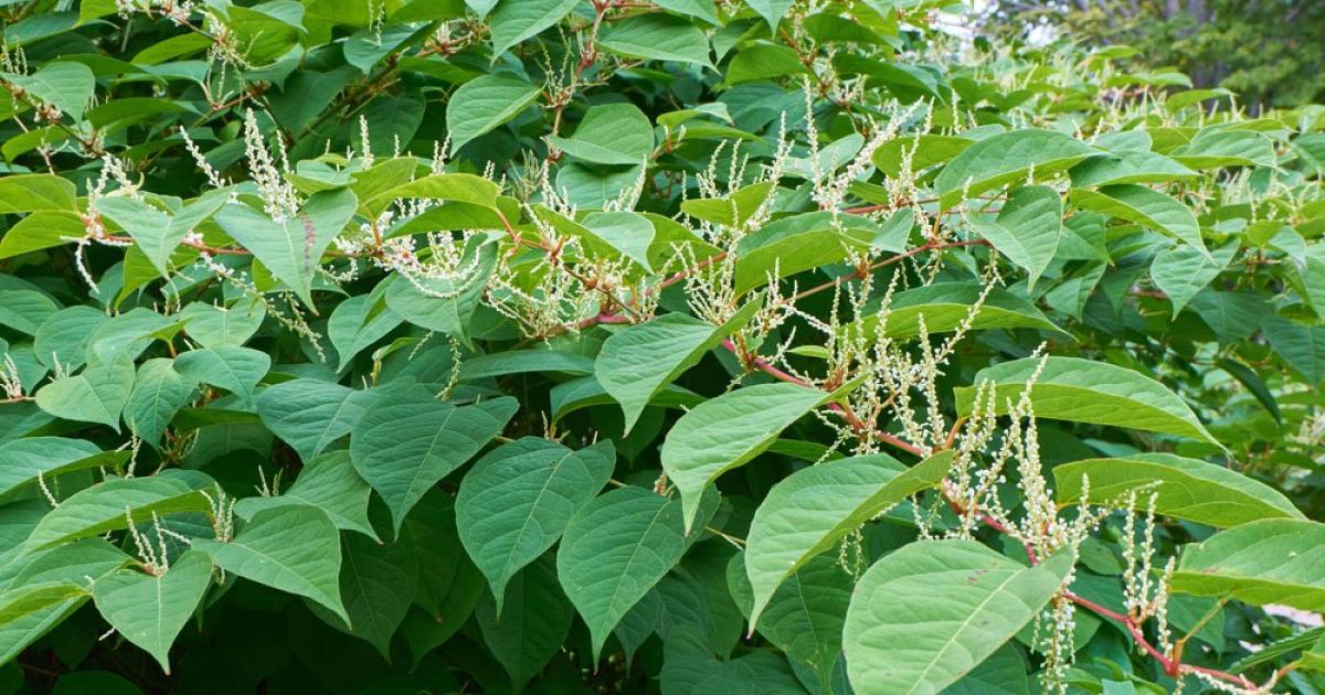 How to get rid of Japanese knotweed and other Suffolk weeds