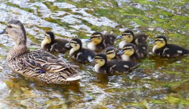 Plenty of wildlife on show at Anton Lake