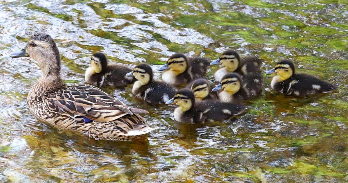 Plenty of wildlife on show at Anton Lake