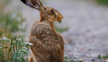 Rare scenes of a curious Hare caught having breakfast