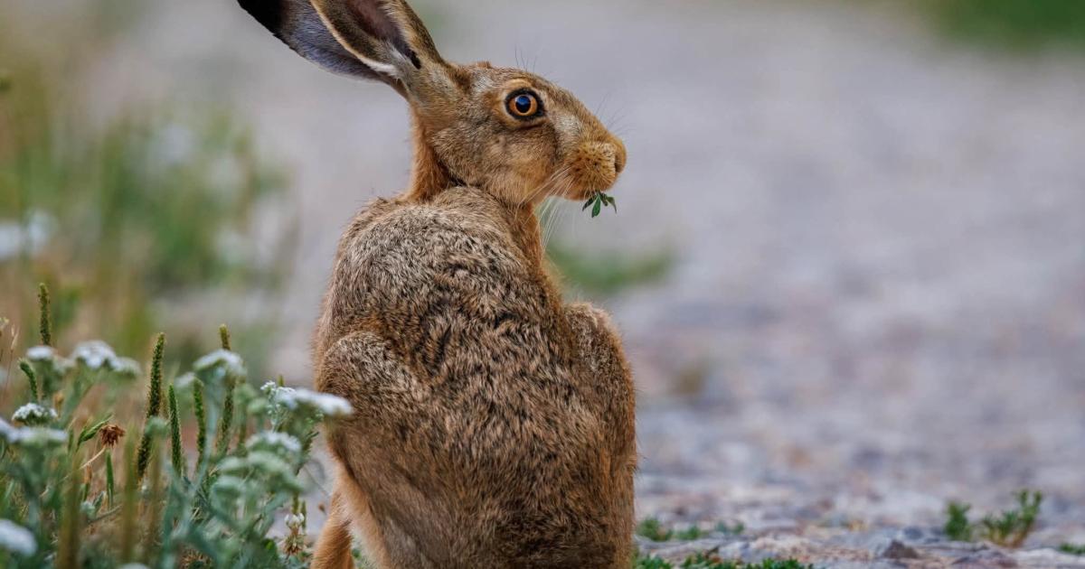 Rare scenes of a curious Hare caught having breakfast