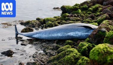 Pod of dolphins die within 24 hours after stranding at Albany's Princess Royal Harbour