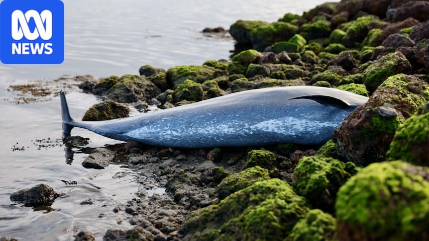 Pod of dolphins die within 24 hours after stranding at Albany's Princess Royal Harbour