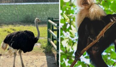 Dangerous wild animals in Bucks' homes revealed in map