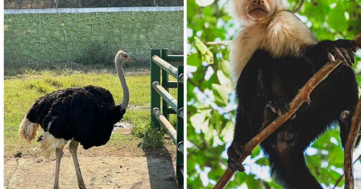 Dangerous wild animals in Bucks' homes revealed in map