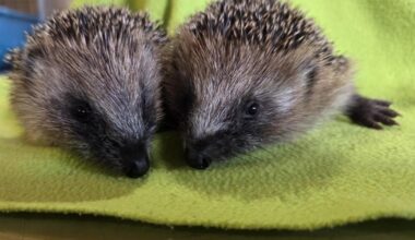 CalMac's prickly passengers - Two orphaned hedgehogs shipped to safety