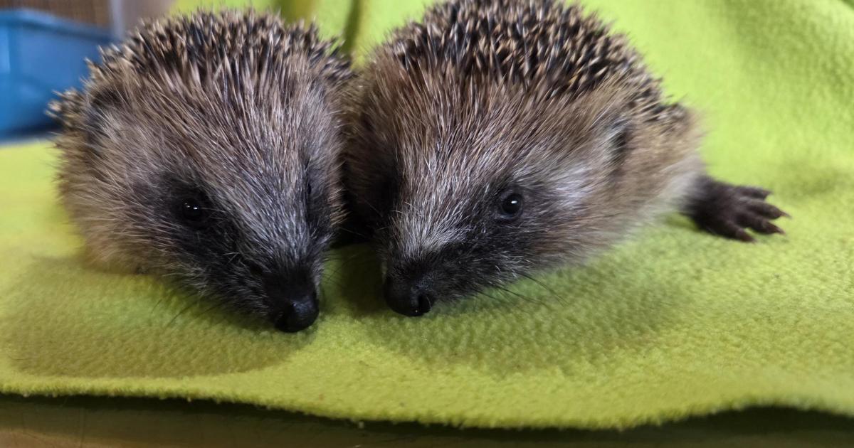 CalMac's prickly passengers - Two orphaned hedgehogs shipped to safety