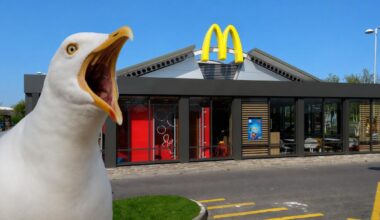 Weston seagulls 'queue for Big Macs', councillor says