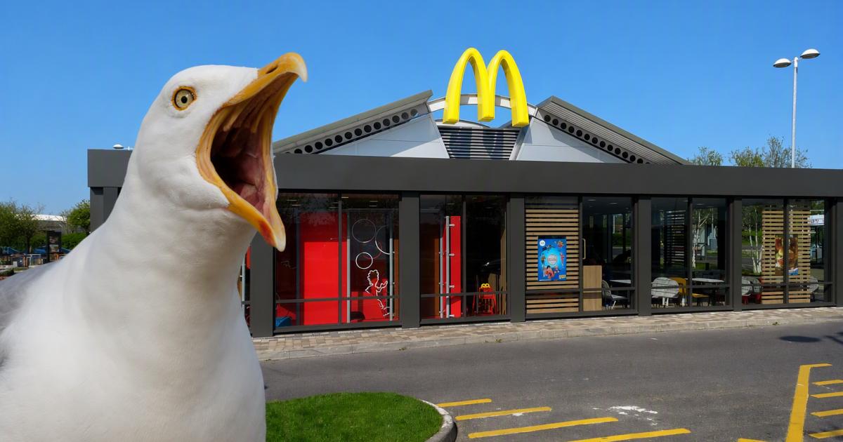 Weston seagulls 'queue for Big Macs', councillor says