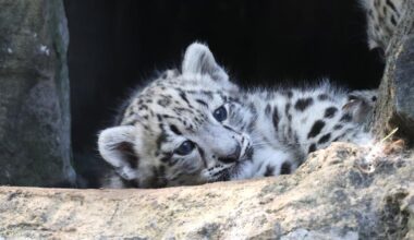 Marwell Zoo's new snow leopard cubs officially named