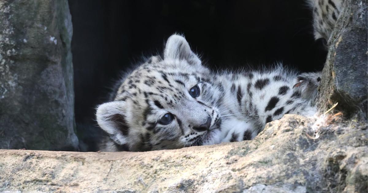 Marwell Zoo's new snow leopard cubs officially named