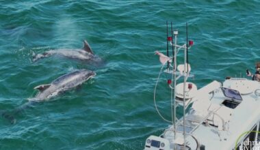 Locals urged to join dolphin watches on north Norfolk coast