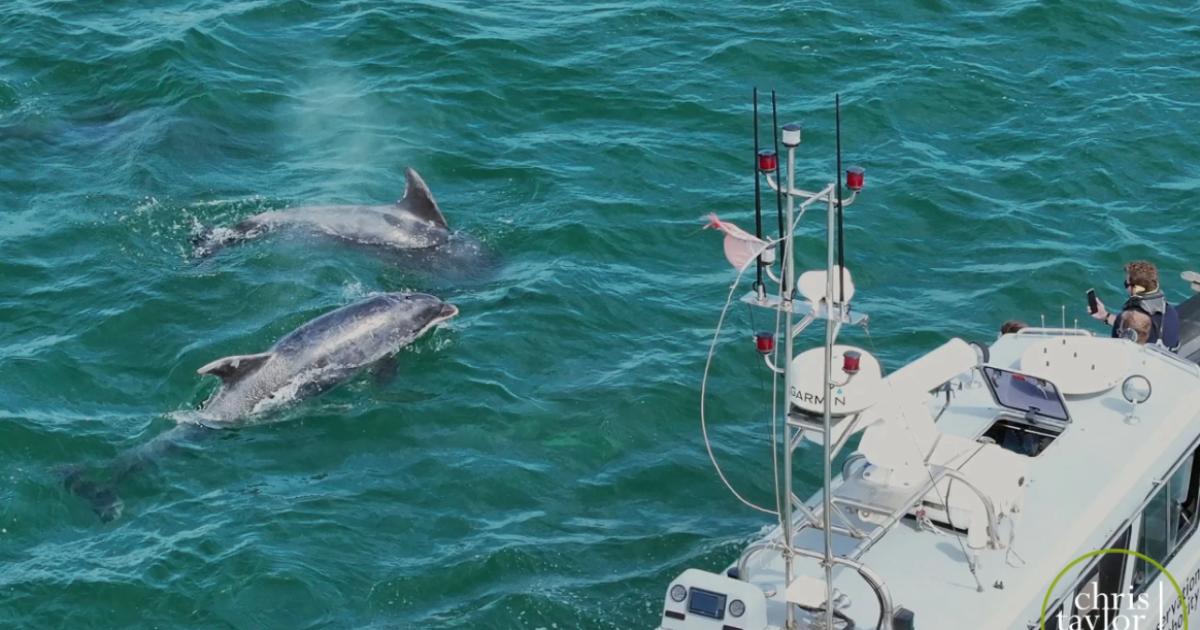 Locals urged to join dolphin watches on north Norfolk coast
