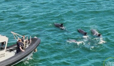 Five places to spot dolphins and whales along Norfolk coast