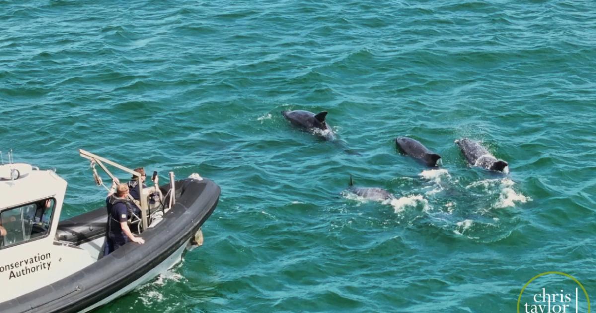 Five places to spot dolphins and whales along Norfolk coast