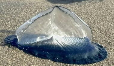 Thousands of By-the-Wind Sailors Wash Up at Poppit Sands