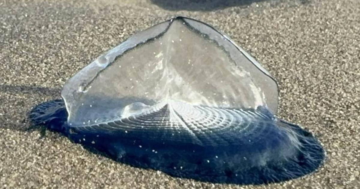 Thousands of By-the-Wind Sailors Wash Up at Poppit Sands
