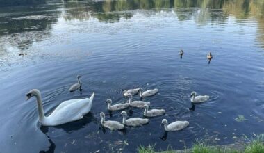 Warning after plans to remove swans from Hammonds Pond