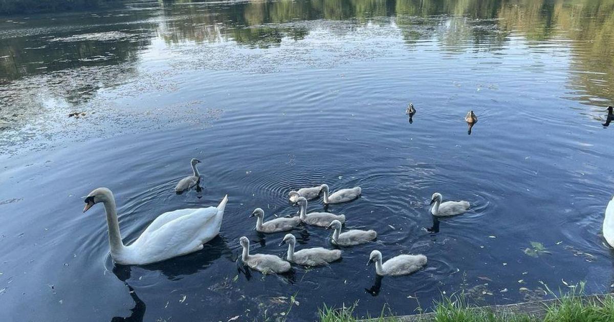 Warning after plans to remove swans from Hammonds Pond