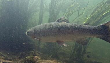 'At risk' Atlantic salmon photographed in River Test at Romsey