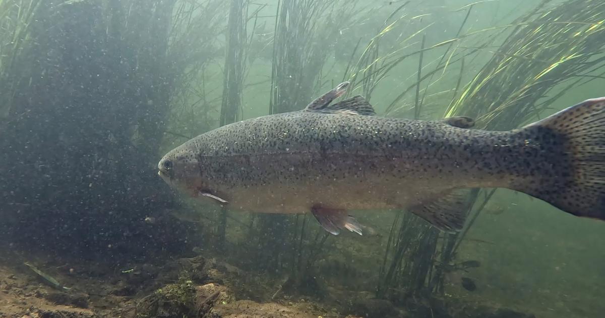 'At risk' Atlantic salmon photographed in River Test at Romsey