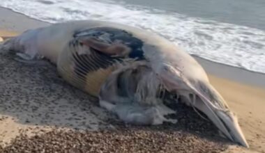 Dead Minke whale washes up on Hemsby beach in Norfolk