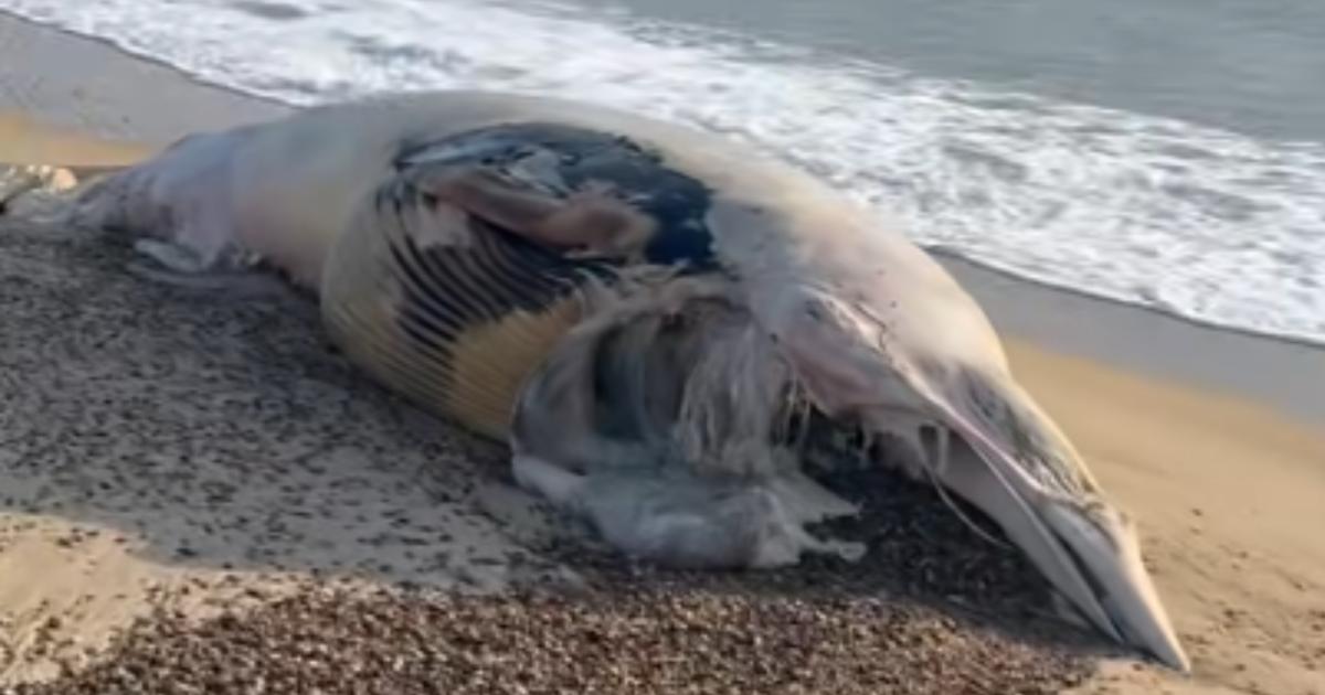 Dead Minke whale washes up on Hemsby beach in Norfolk