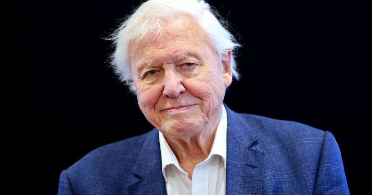 David Attenborough's tips for attracting hedgehogs to garden