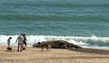 Dead whale at Hemsby beach removed by council using trailer