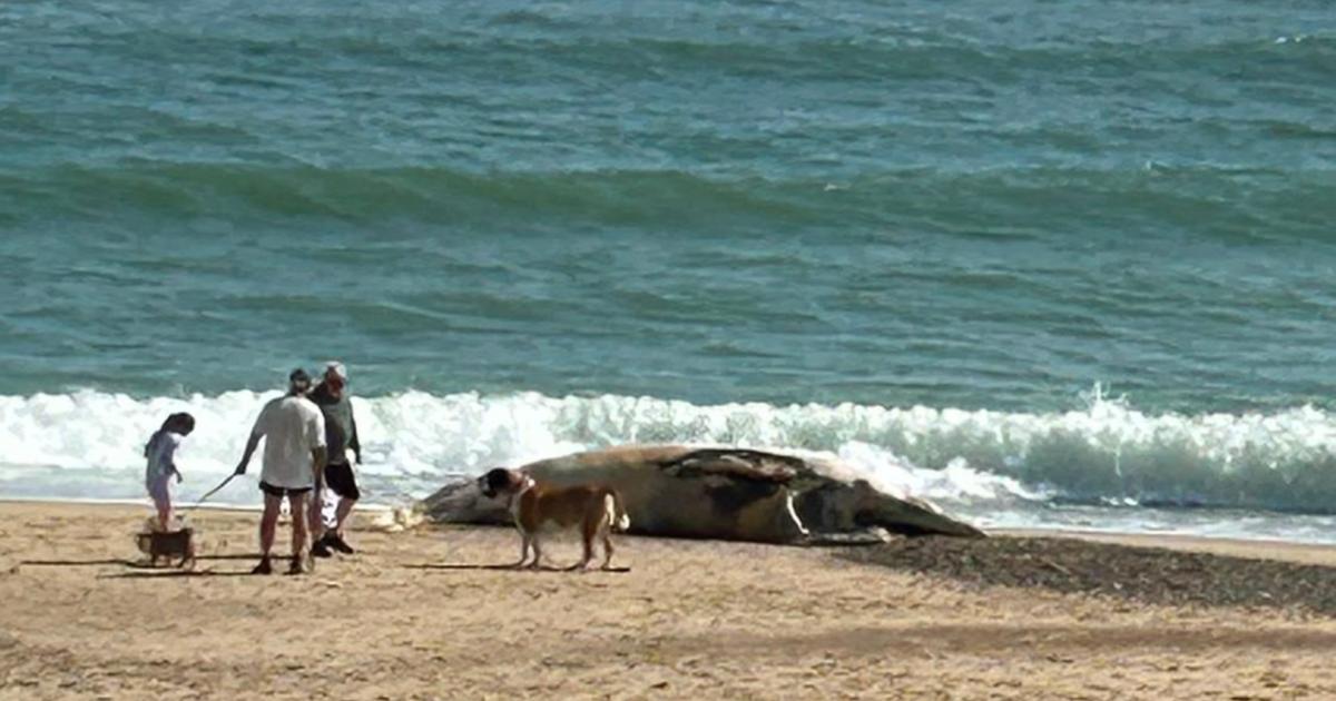 Dead whale at Hemsby beach removed by council using trailer