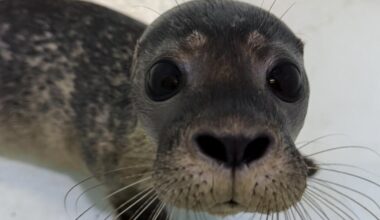 Seal pup found washed up by timber groynes in Hunstanton