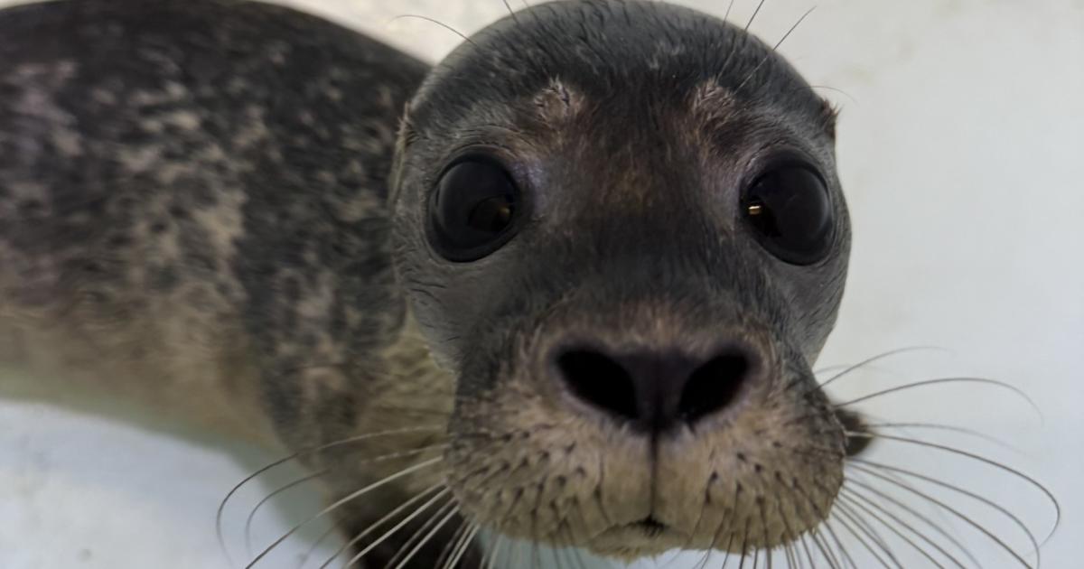 Seal pup found washed up by timber groynes in Hunstanton