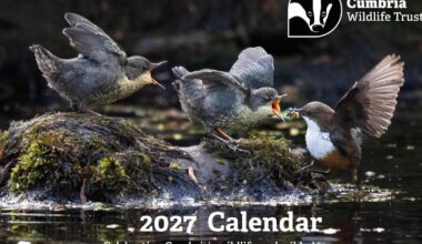 Cumbrian wildlife calendar led by prizewinning dipper family photo
