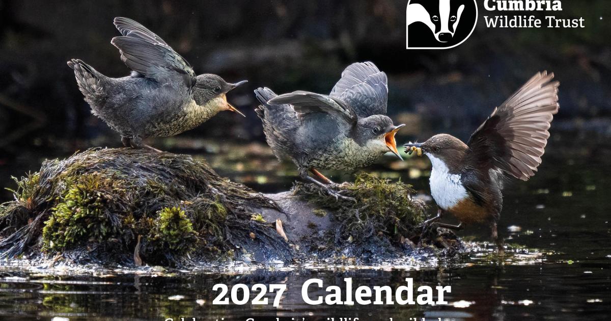 Cumbrian wildlife calendar led by prizewinning dipper family photo