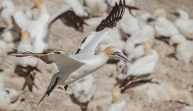 Government agency 'set to block historic Scottish island guga hunt'