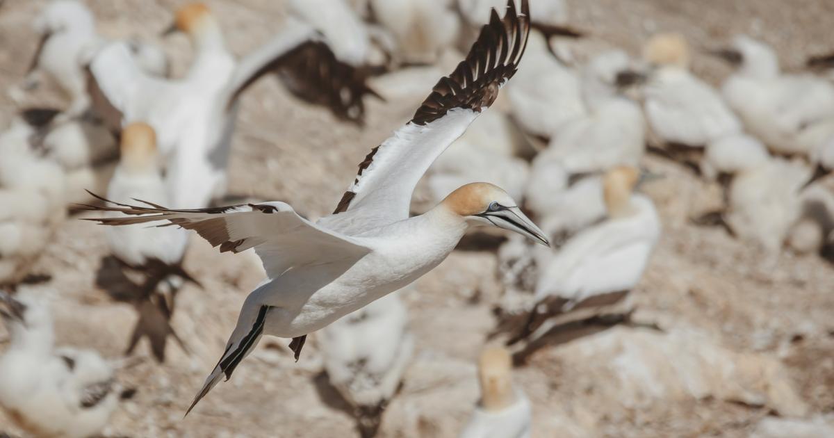 Government agency 'set to block historic Scottish island guga hunt'