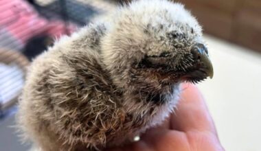 RSPCA: Baby owl 'too young to survive' rescued from field